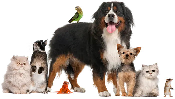 A group of cats, dogs, and exotic animals