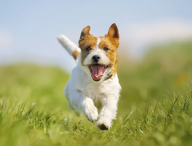 A dog running through grass under a blue sky