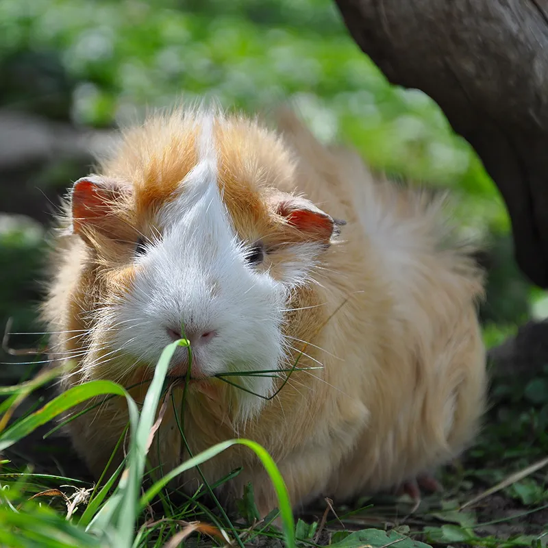 Cute guinea pig in the grass