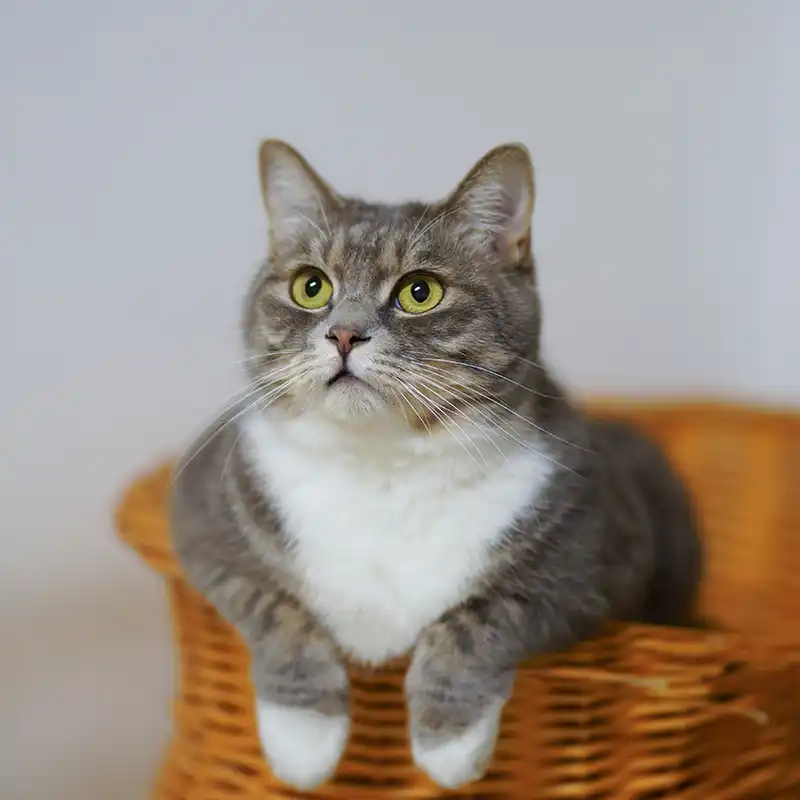 A gray and white cat with yellow eyes sits inside a wicker basket