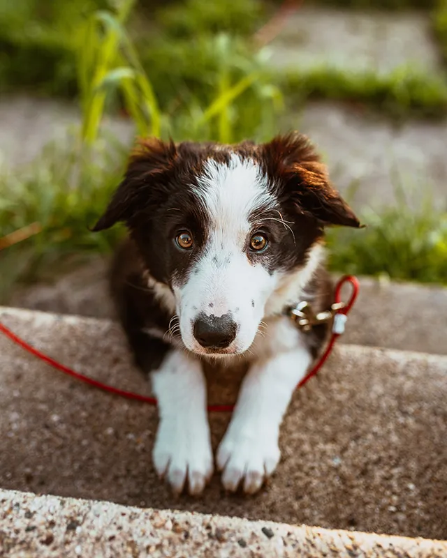 A black and white puppy with a red leash looks up while resting its paws on a step