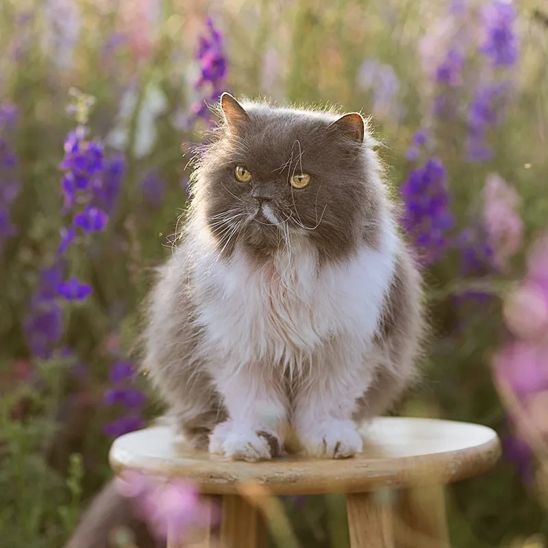 Cat sitting on a stool in a field of lavender