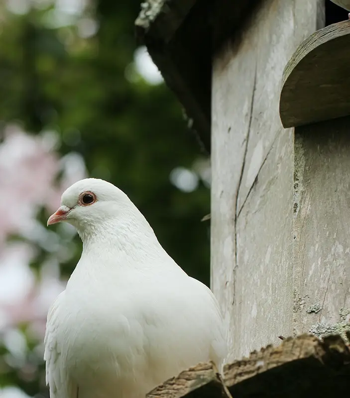 A white bird with a pink beak