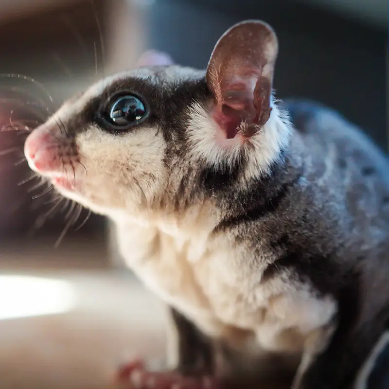 Close-up of a small furry sugar glider with big round eyes